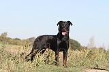 BEAUCERON 184